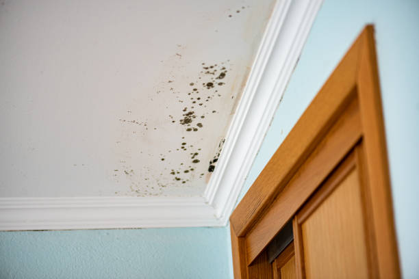Best Emergency Mold Remediation in Maggie Valley, NC