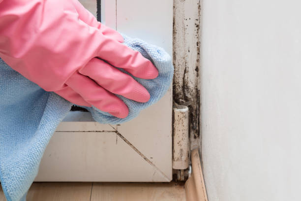 Maggie Valley, NC Mold Remediation Company