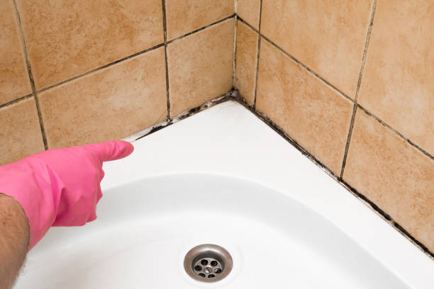 Best Residential Mold Remediation in Maggie Valley, NC